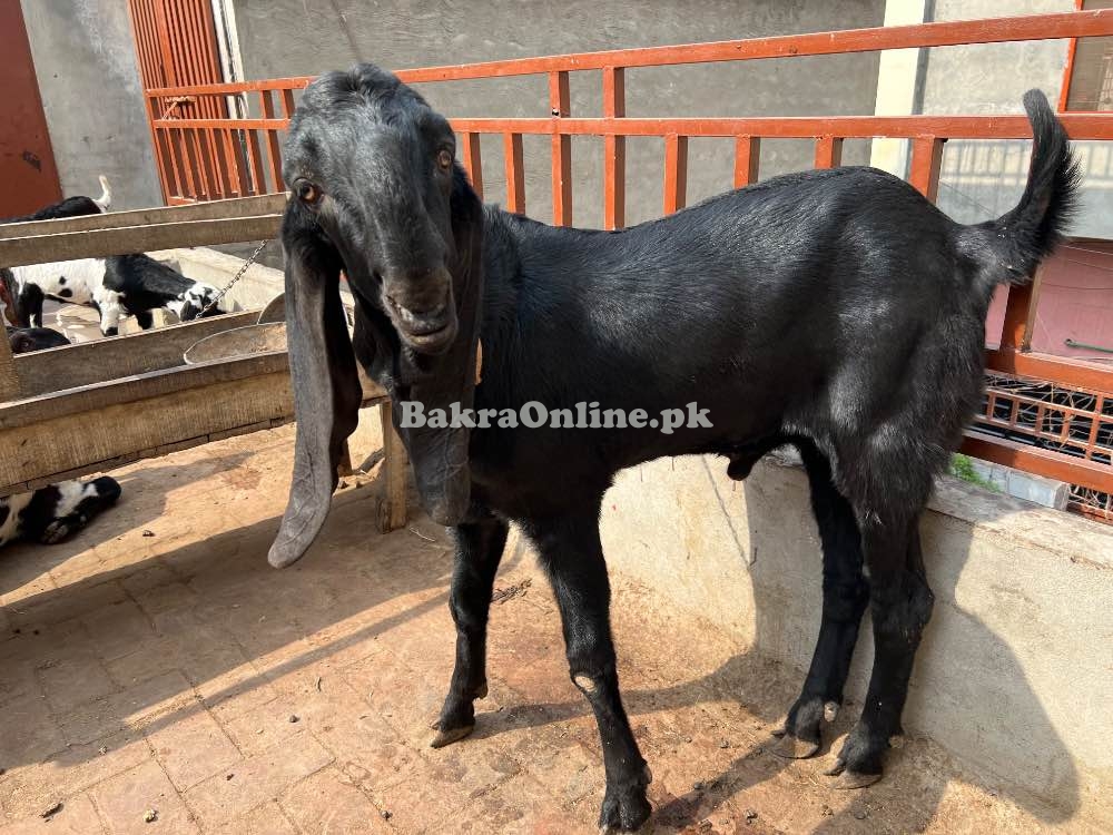 Black Beetal Bakra