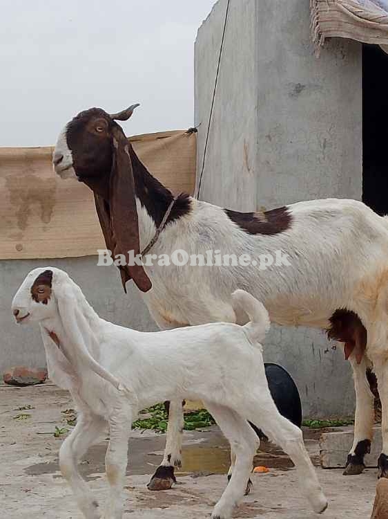 Sindhi Bakri for sale