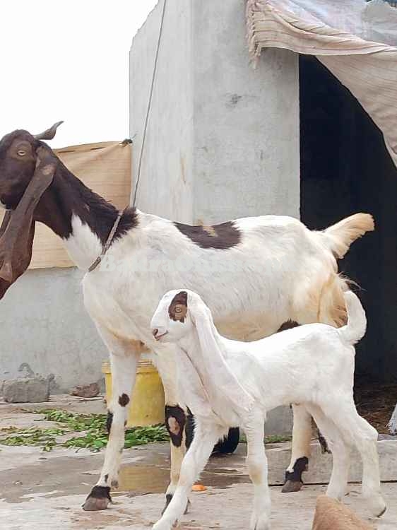 Sindhi Bakri for sale