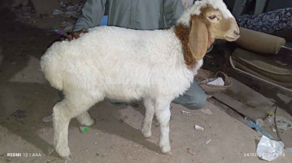 Cross Turkey Sheep Pair