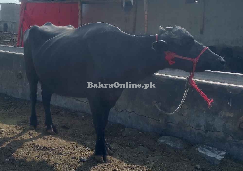 Buffalo Bhains 4/5KG Milk for Sale