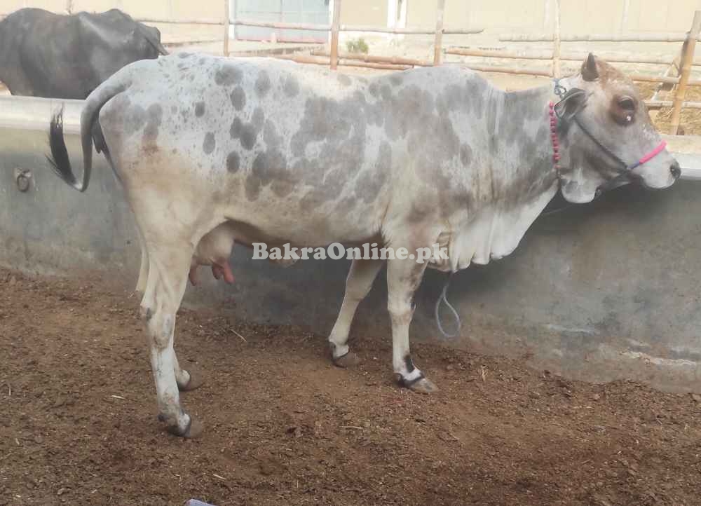 Cow for Sale. 7-8KG milk per time