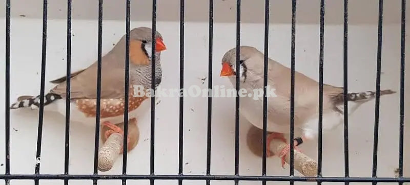 Common Zebra Finches Available
