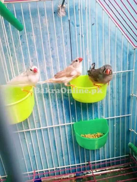 Common Zebra Finches Available