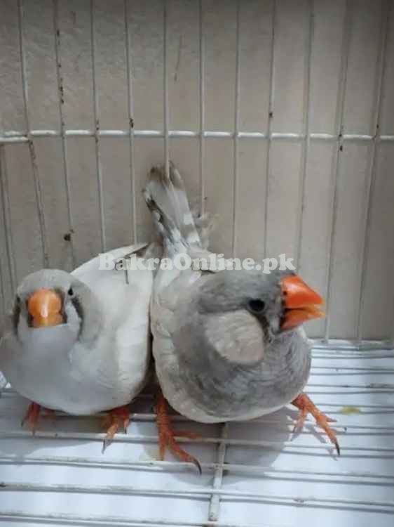 Common Zebra Finches Available