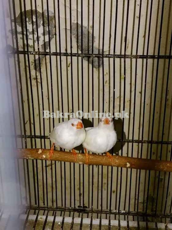 Shaftail Red Eye & Star Finch Chicks Available
