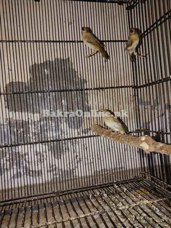 Shaftail Red Eye & Star Finch Chicks Available