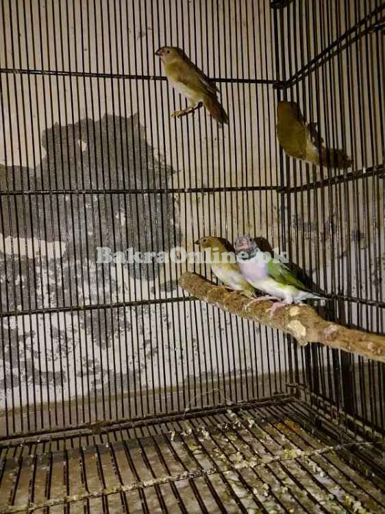 Shaftail Red Eye & Star Finch Chicks Available