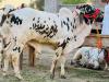 Cow for qurbani