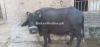 buffalo from Gojra for sale