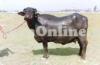 Black Buffalo Kundi Breed for Sale