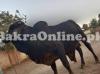 Very Strong Muscular Cholistani Bull On Display For Sale