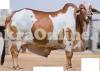 Heavy Build Cholistani Bull On Sale For Qurbani