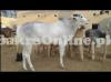 Pure Dajal Bull On Sale For Qurbani