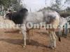 Tallest Dajal Bull On Sale For Eid e Qurban