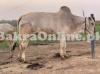 140 kg Dajal Bull For Sale on Qurbani