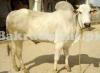 White Dajal Bull On Sale for Qurbani