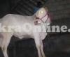 Pure White Dajjal Bull On Sale for Eid Qurban