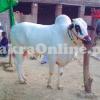 Very Beautiful Pure White Dhanni bull on Sale for Qurbani