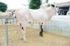 Beautiful Milky White Dhanni Bull On Sale for Qurbani