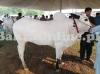 Gorgeous White Beauty Dhanni Bull On Sale For Qurbani