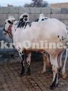 Very Beautiful Dhanni Bull On Sale For Qurbani