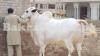 Milky White Dhanni Breed Bull On Sale for Quarbani