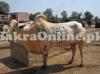 Very Heavy Choga Dhanni Bull for sale