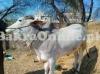 Dhanni Breed Bachra For Sale on Eid ul Azha