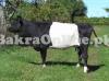 Very Healthy & Beautiful Holland Bull For sale