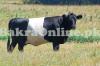 Very Heavy Bulky Holland Bull On Sale For Eid e Qurban