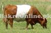 Red and White Holland Bull For Sale On this Eid