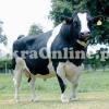 Very Beautiful and Buff Holstein Friesian Bull On Sale for Qurbani