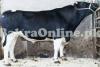 Very heavy Holstein Friesian Bull On Sale For Qurbani