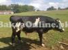 Descent Holstein Friesian Bull On Sale for Qurbani