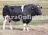 Strong Muscular Holstein Friesian Bull on Display for Sale