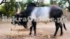 Majestic Indian Bull on Sale for Qurbani