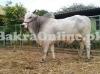 Beautiful White Indian Bull On Sale For this Eid.