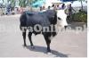 Beautiful  Indian Breed Bull On Display For Sale