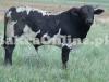 Very Tall Indian Bull For Sale for Qurbani Choga