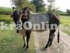 Very Beautiful Indian Bull For Sale For Qurbani