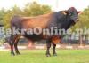 Very Muscular Jersey Bull On Display For Sale