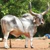 Normal Size Kankreg Bull for Sale