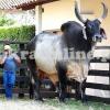 Beautiful Big Kankreg Bull for Sale