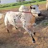 Very Beautiful Lohani Cattle for Sale