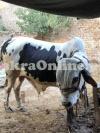 Beautiful white and Black Spotted Lohani Cattle for Sale