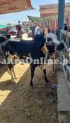 Desi Lohani Bull for Sale