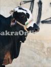 Angry Lohani  Bull for Sale in Gujranwala