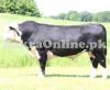 Heavy 8 man Lohani Bull for Sale