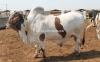 Beautiful  Lohani Bull for Sale